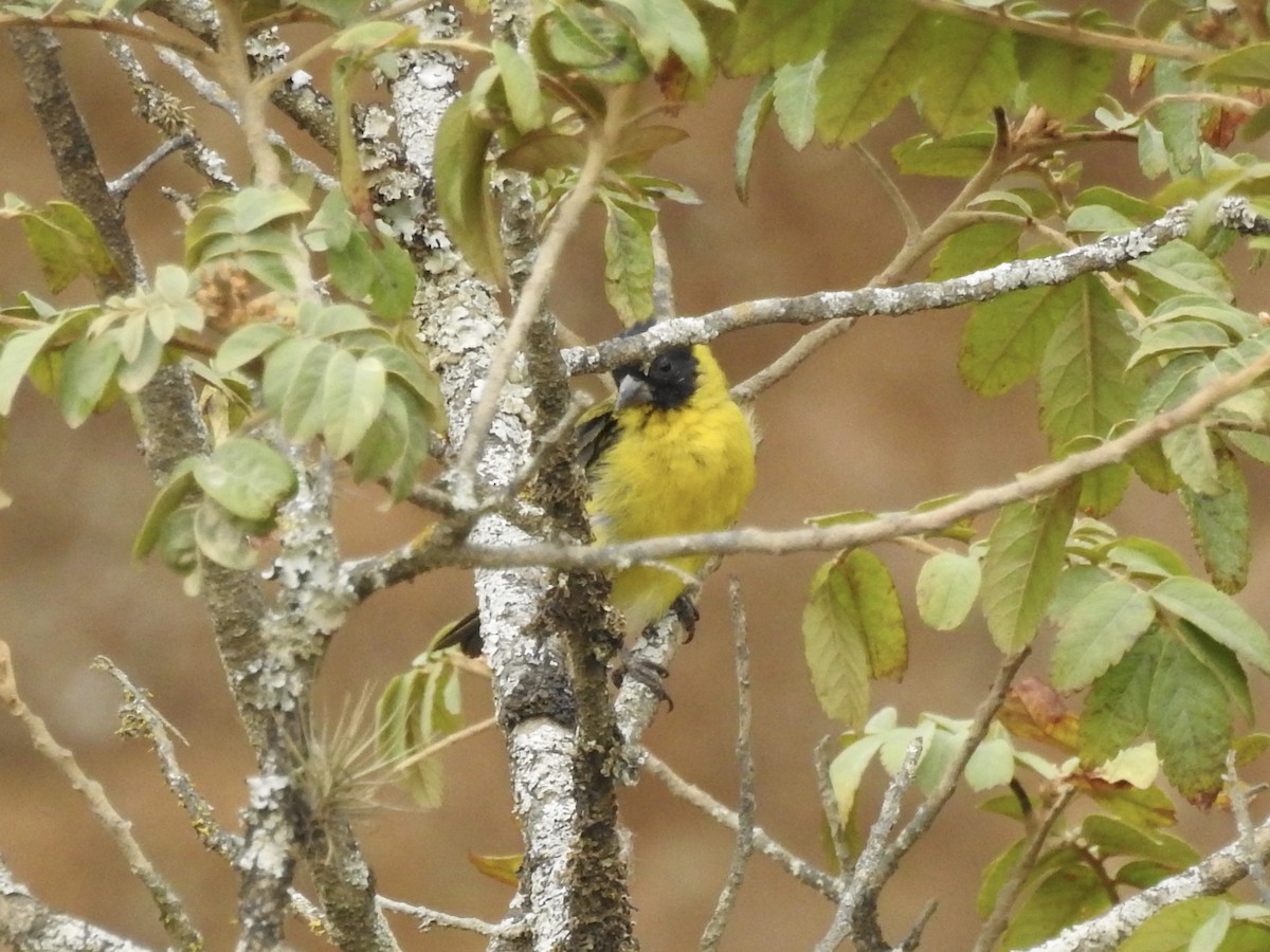 Hooded Siskin - ML424999751