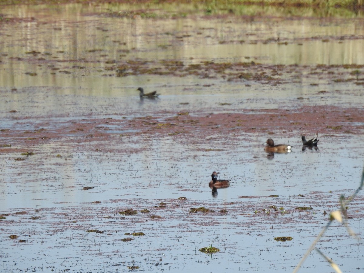 Ferruginous Duck - ML425004051