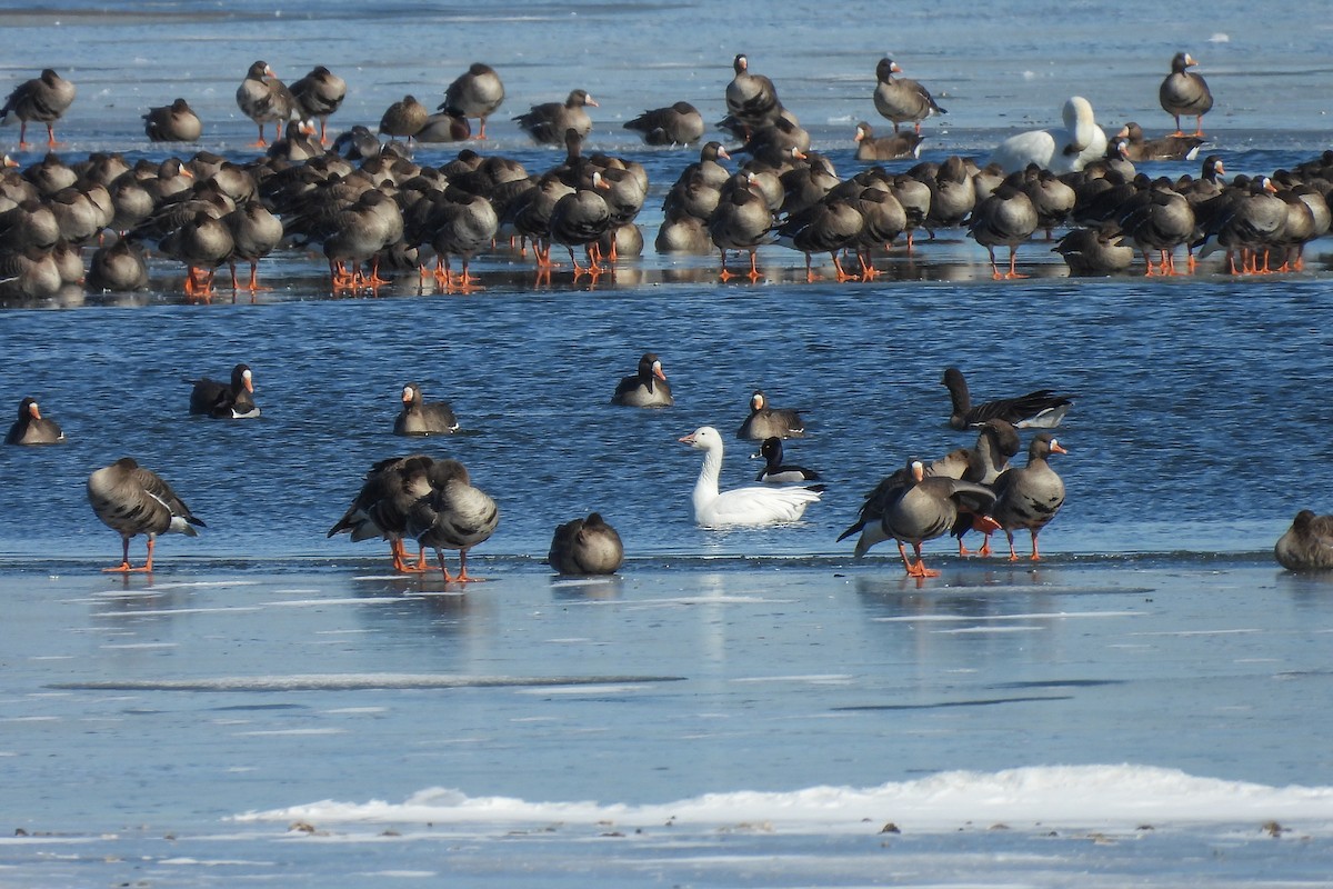 Snow Goose - Todd Brown