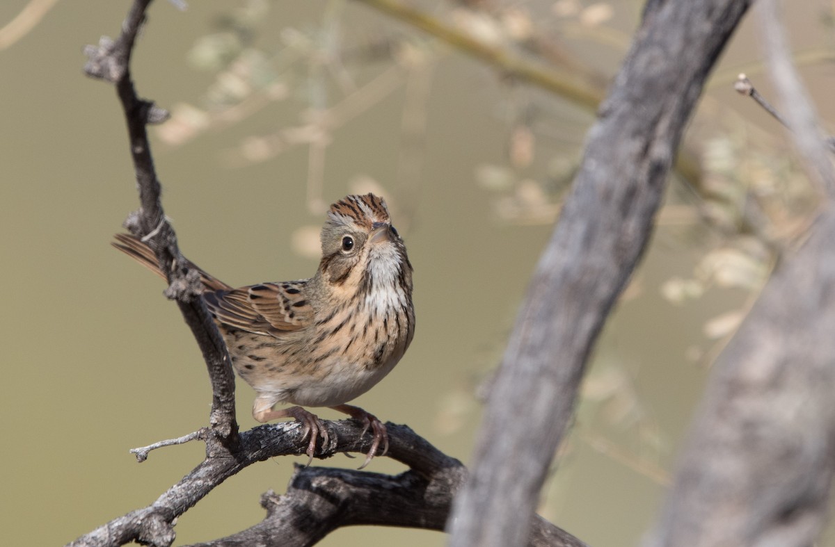 Lincoln's Sparrow - ML42500471