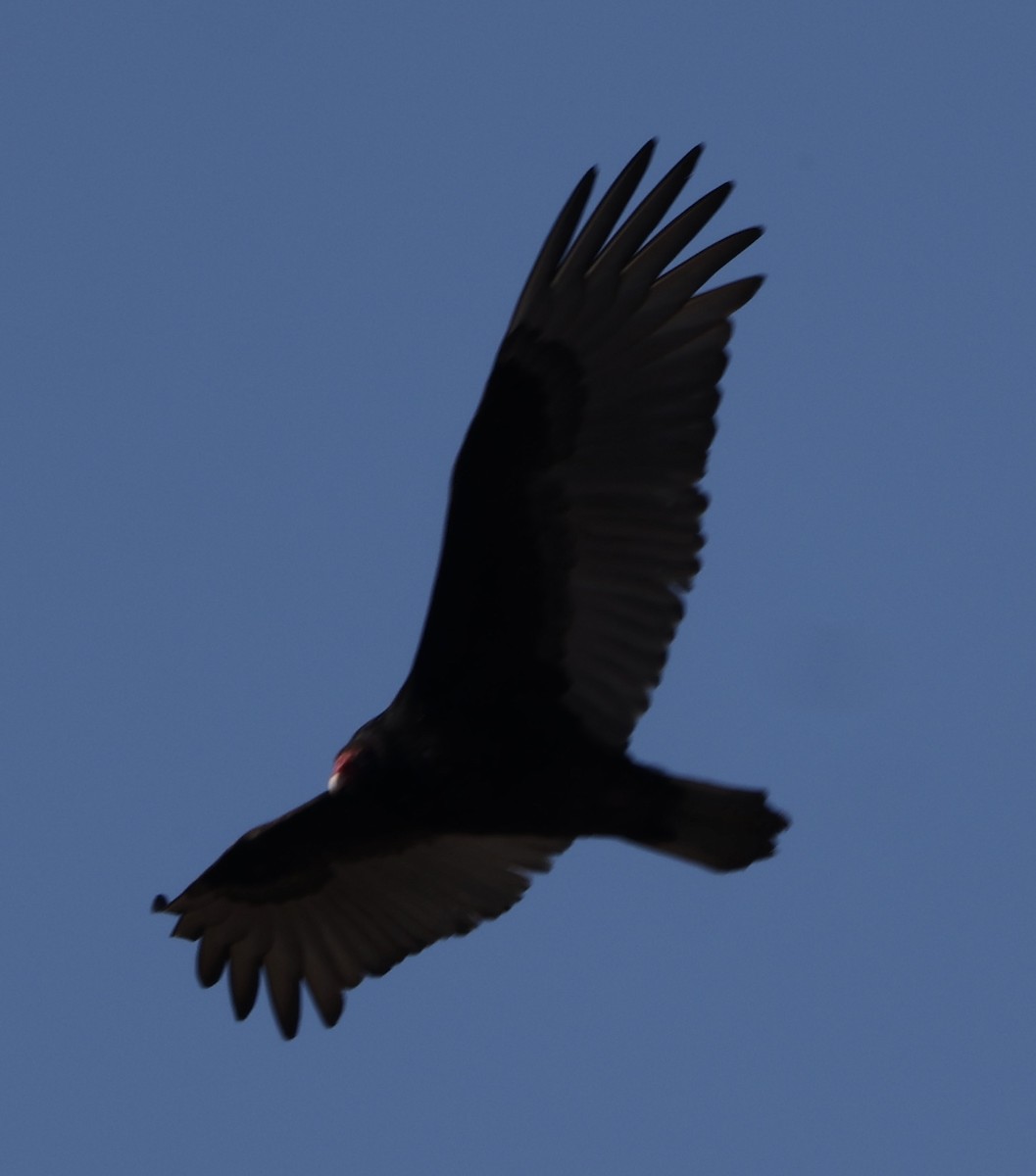 Turkey Vulture - E J