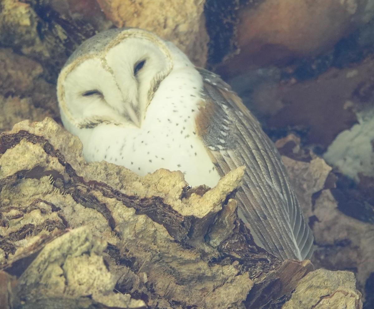 Barn Owl (Eastern) - ML425006971