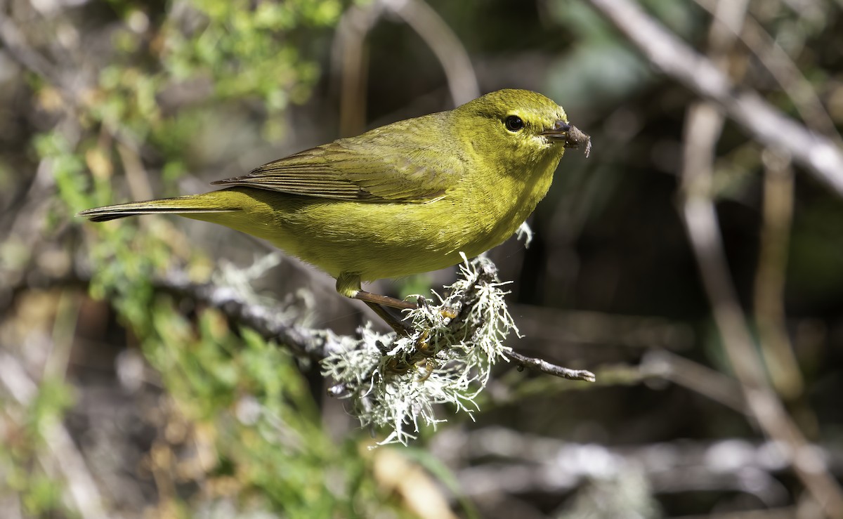 Reinita Coroninaranja (lutescens) - ML425010451