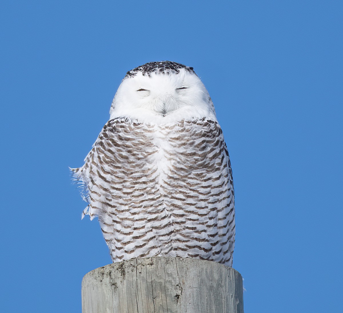 Snowy Owl - ML425010981