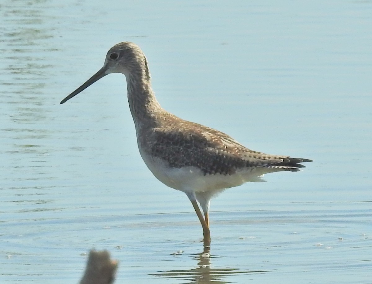 Greater Yellowlegs - ML42501211