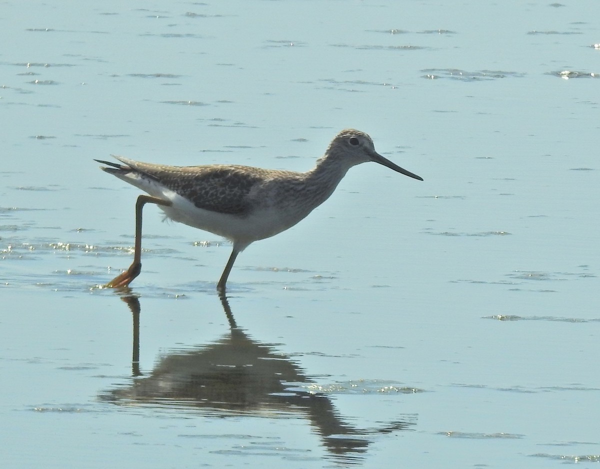 Greater Yellowlegs - James Bozeman