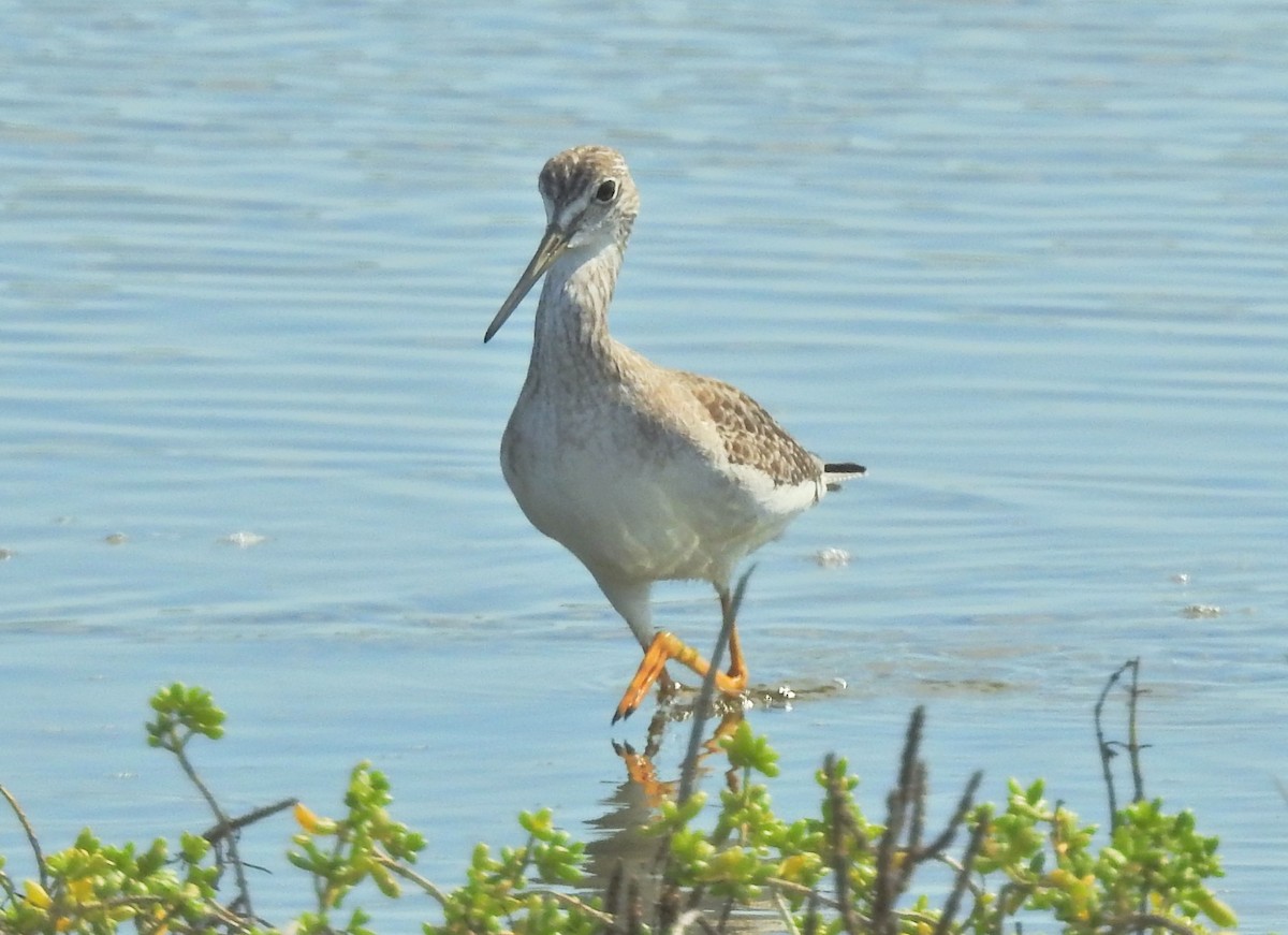 Greater Yellowlegs - James Bozeman