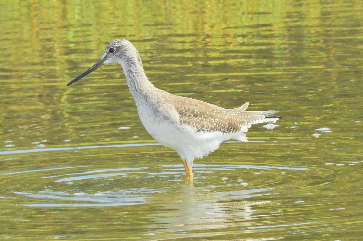 Greater Yellowlegs - ML42501281