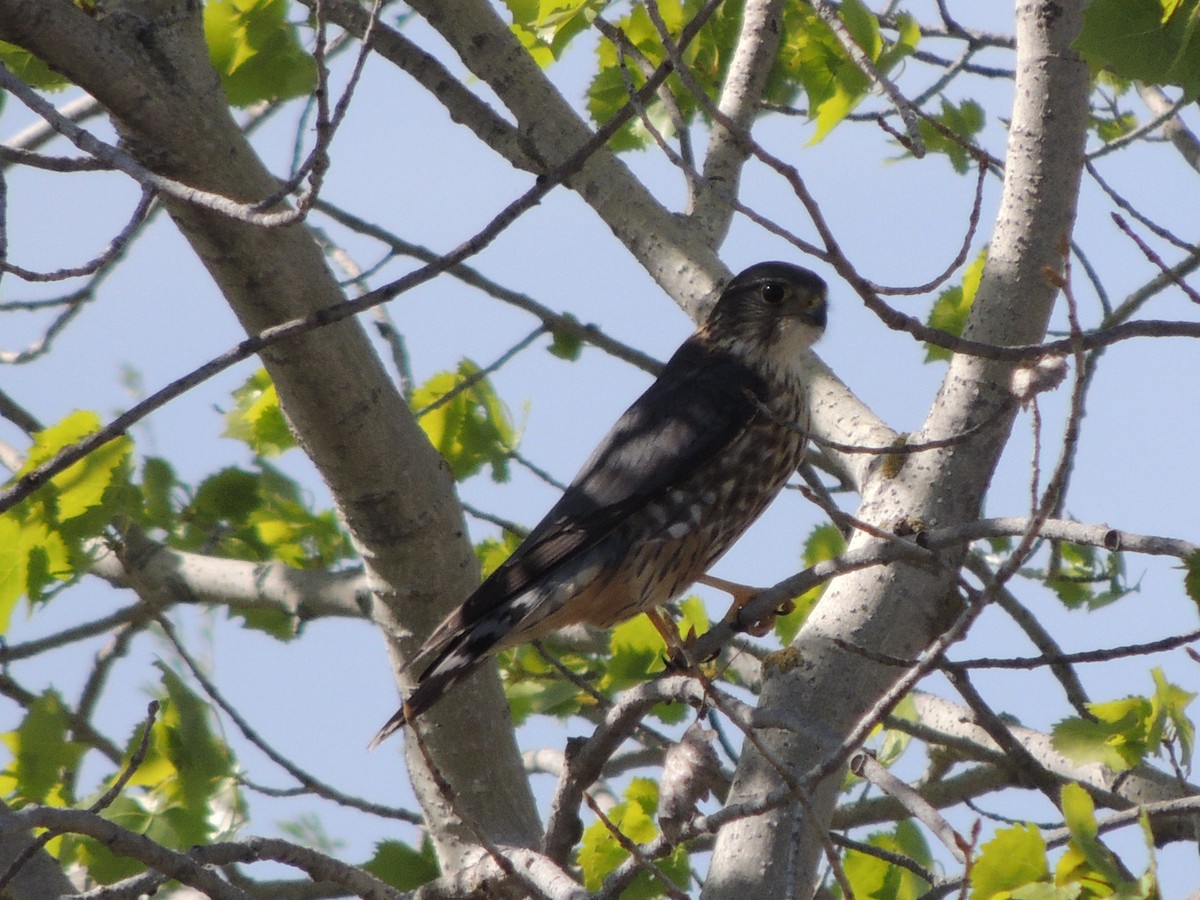 Підсоколик малий (підвид columbarius) - ML425013991