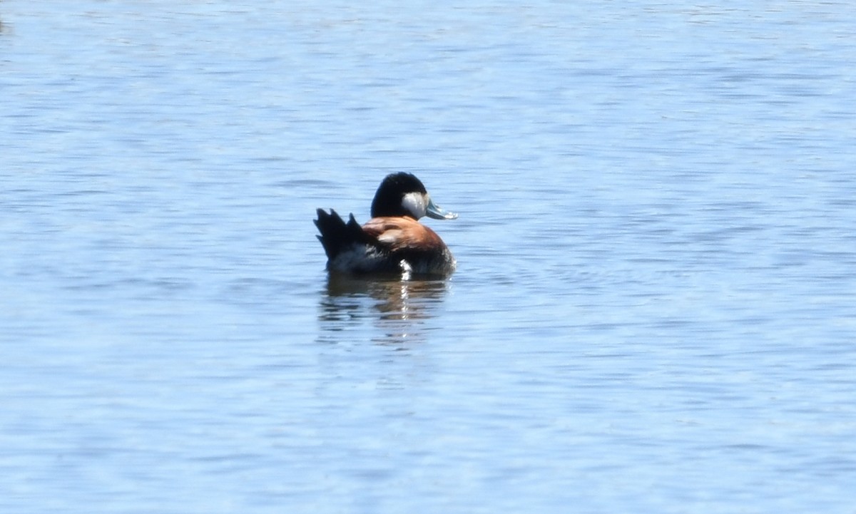 Ruddy Duck - Nancy Hetrick