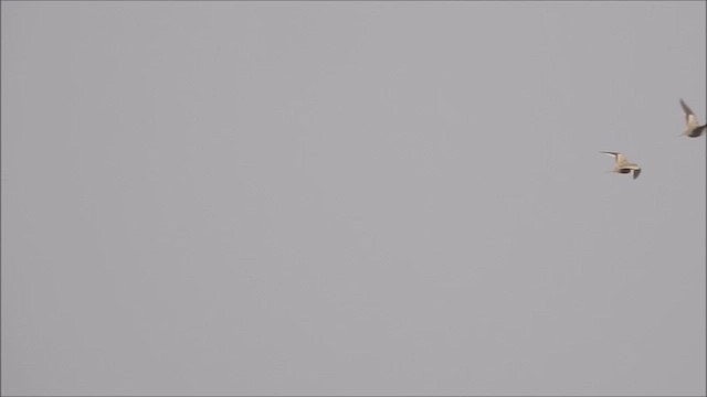 Chestnut-bellied Sandgrouse - ML425014861