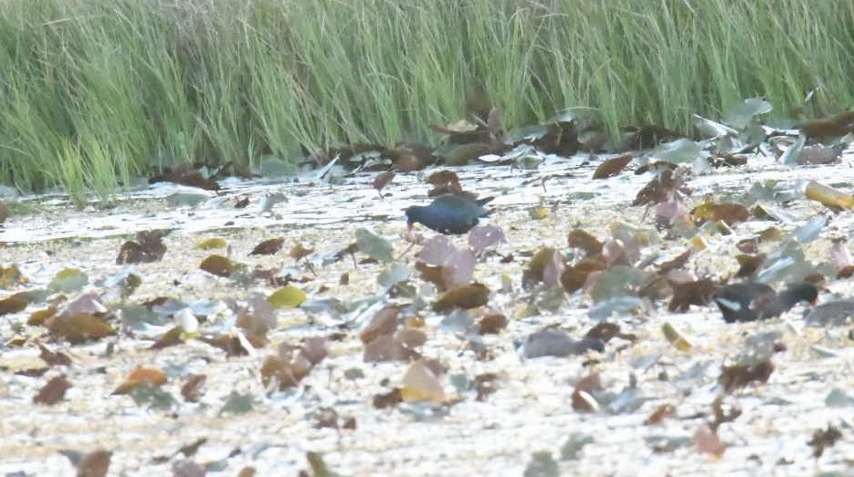 Purple Gallinule - ML425015031