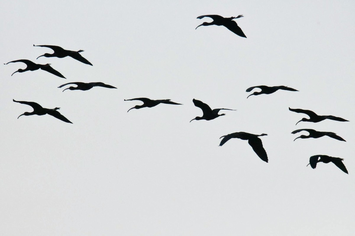 Glossy Ibis - ML425015051