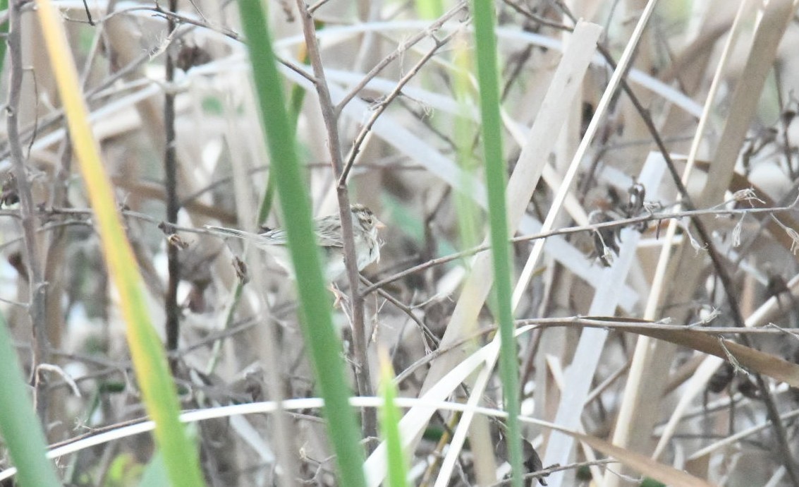 Clay-colored Sparrow - ML425015101