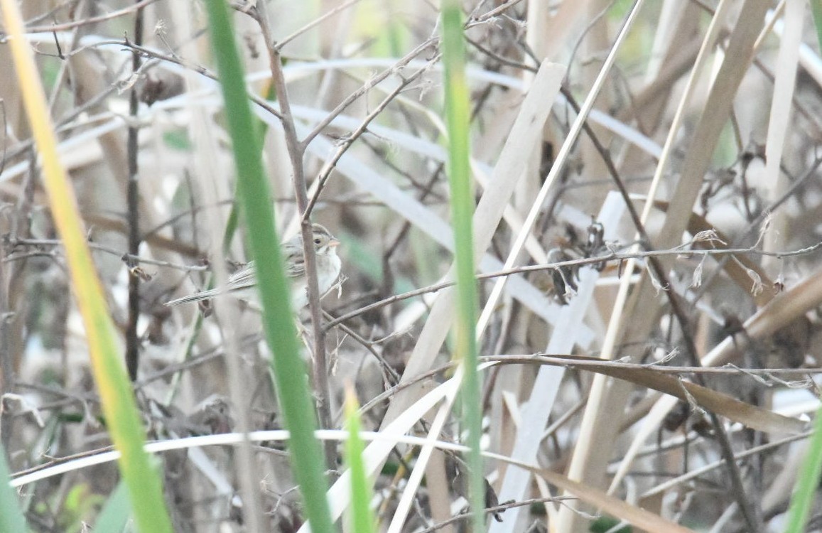 Clay-colored Sparrow - ML425015111