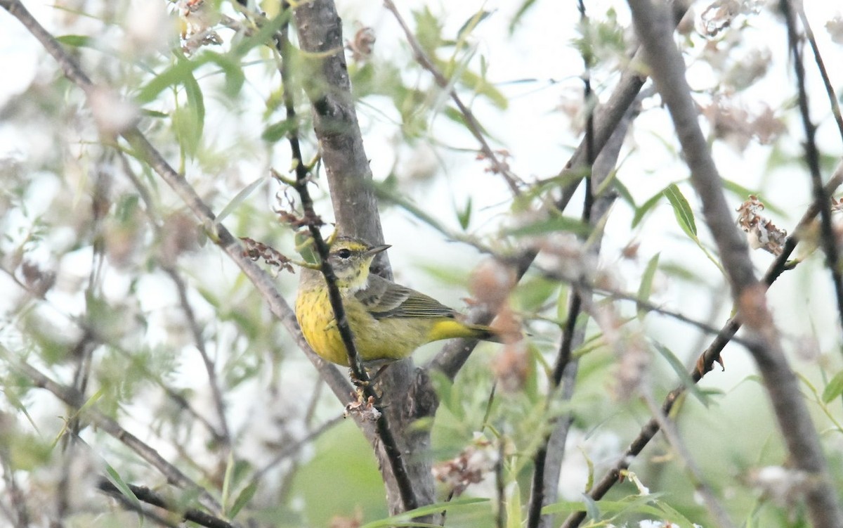 Palm Warbler - ML425015241