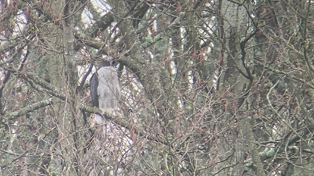 American Goshawk - ML425015461