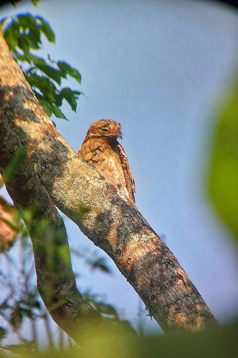 Northern Potoo - ML425015781