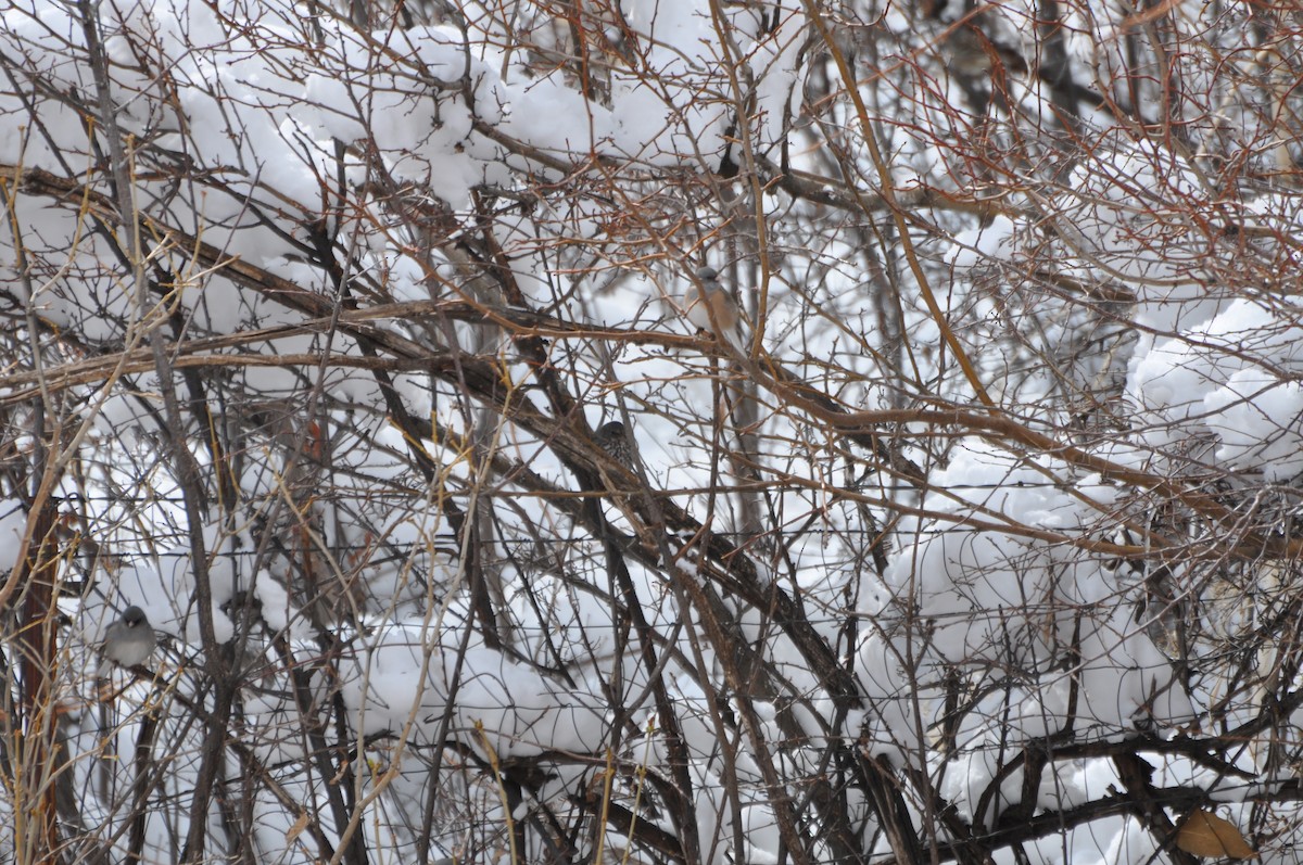 Fox Sparrow (Slate-colored) - Chris Pagliaro