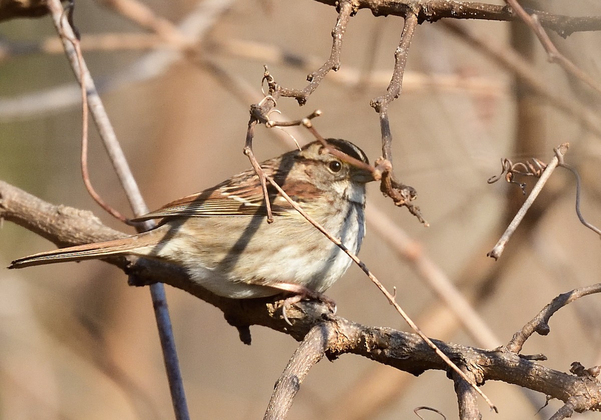 White-throated Sparrow - ML425016141