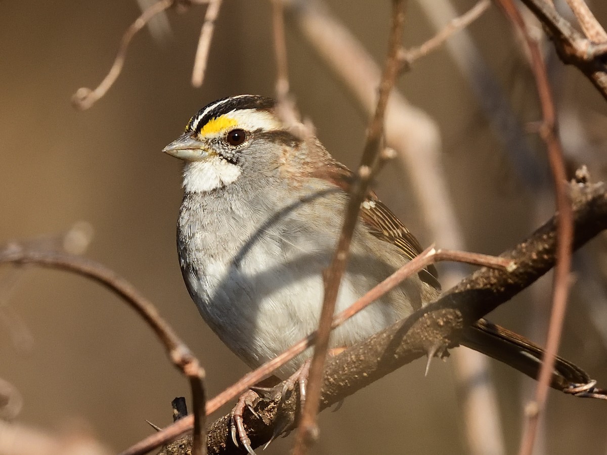 White-throated Sparrow - ML425016151