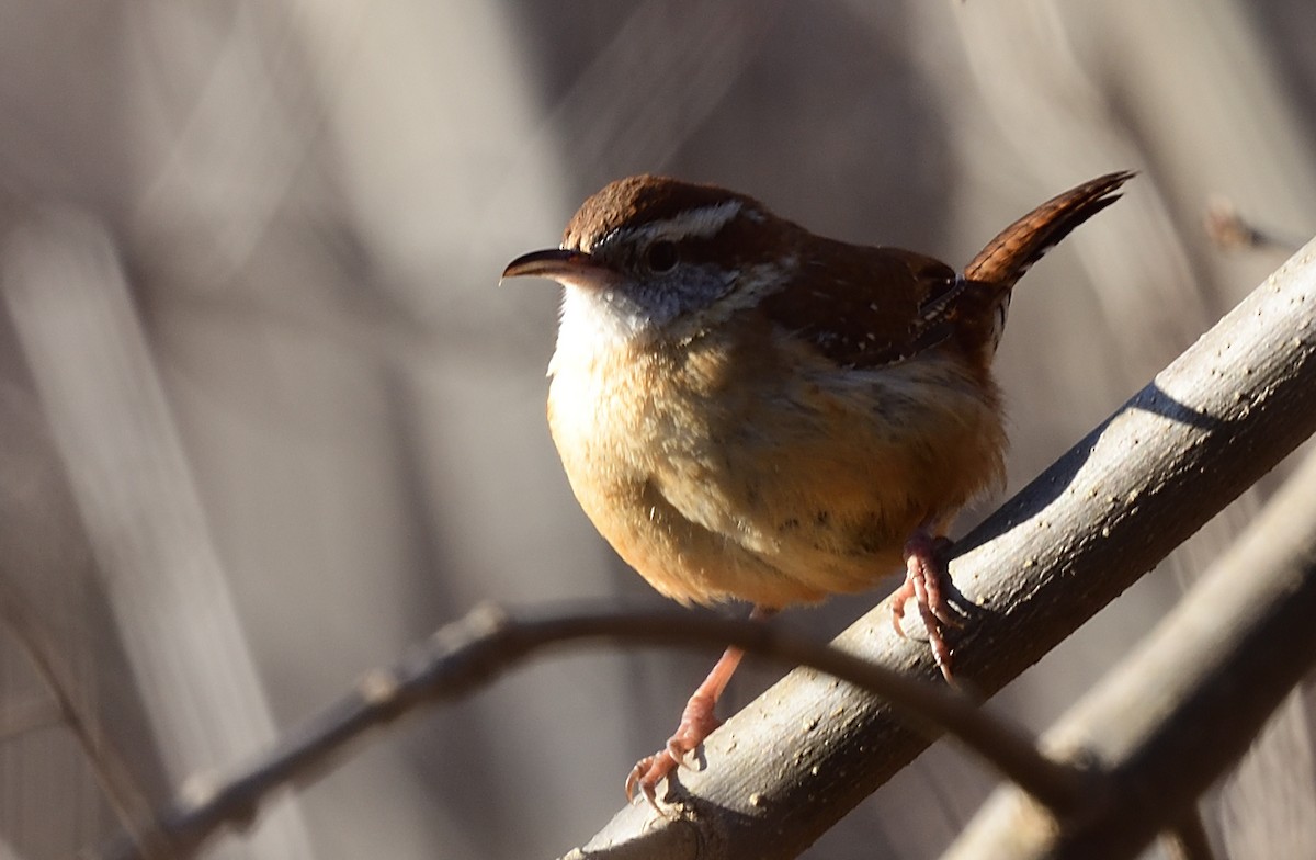 Carolina Wren - ML425016161