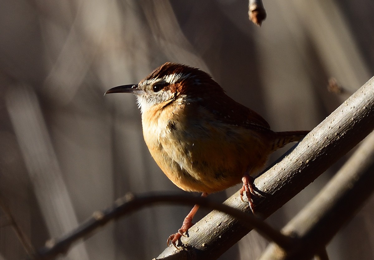 Carolina Wren - ML425016181