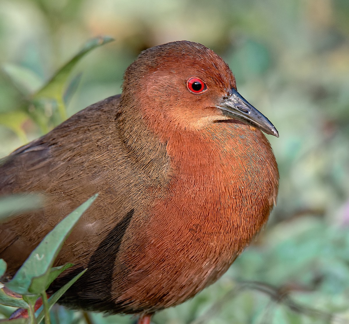 Ruddy-breasted Crake - ML425018571