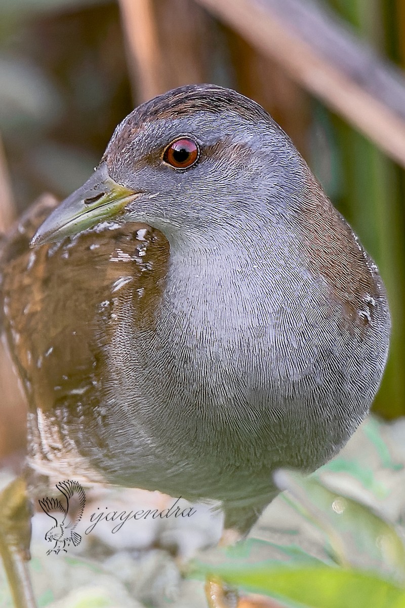 Baillon's Crake - ML425018591