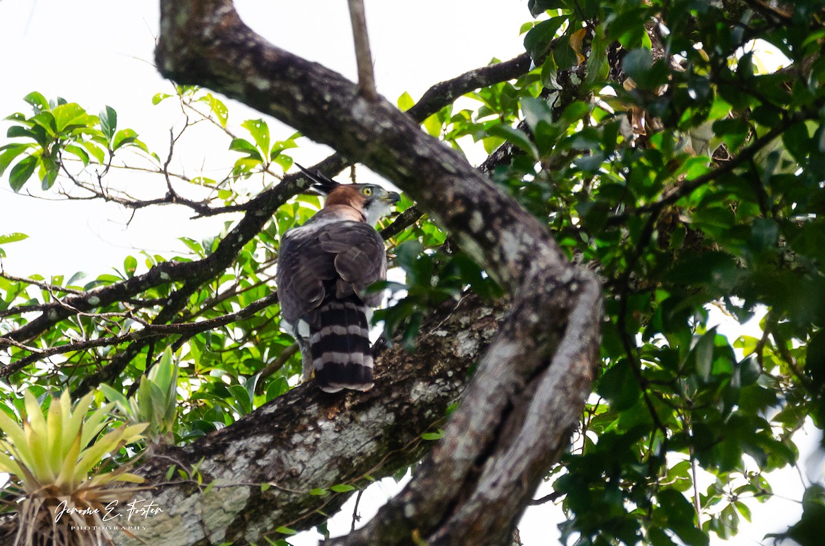 Ornate Hawk-Eagle - Jerome Foster