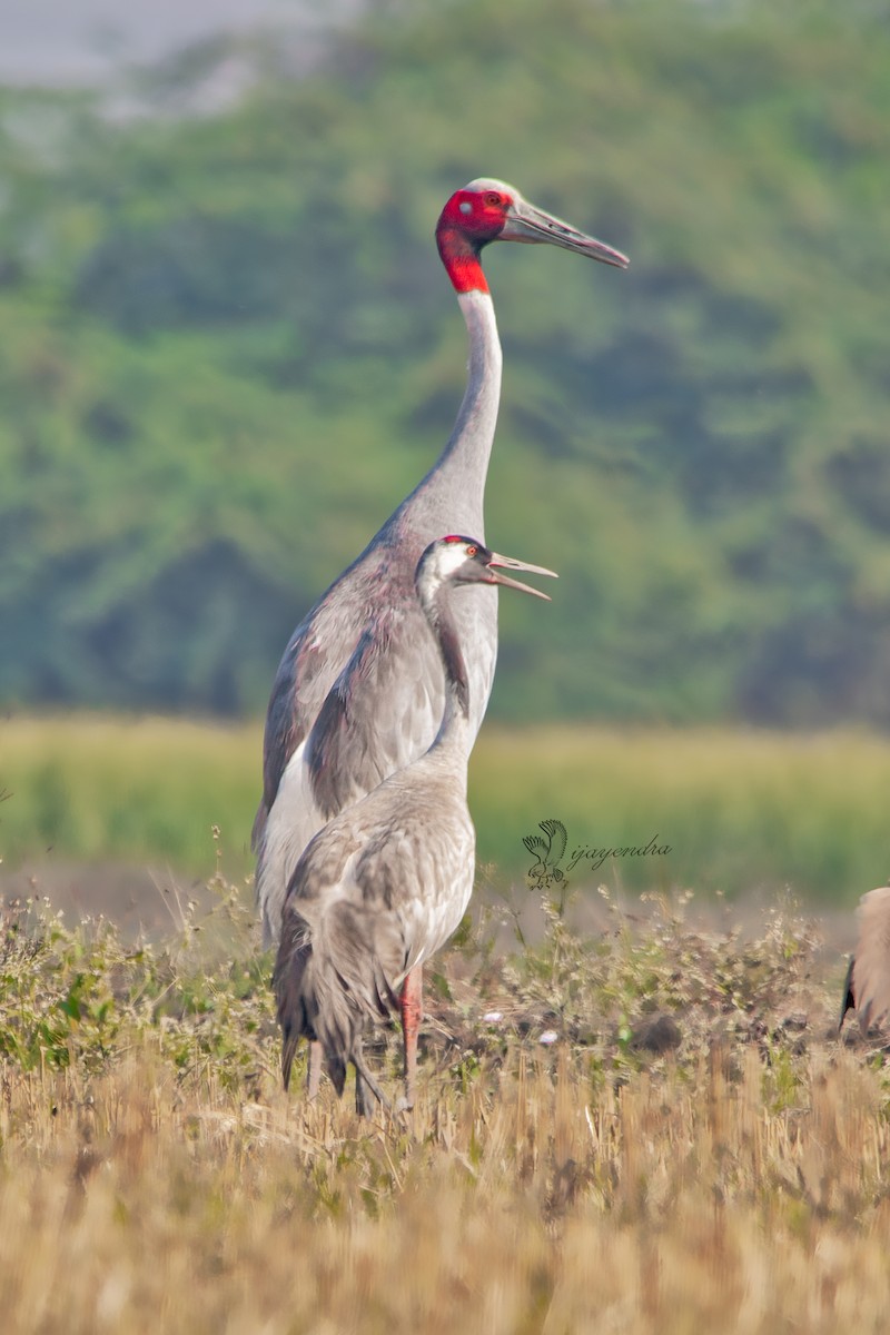 Common Crane - ML425018641