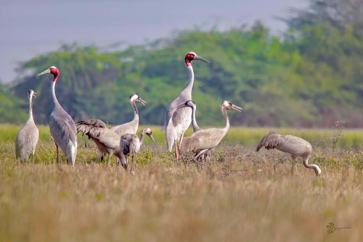 Common Crane - ML425018651