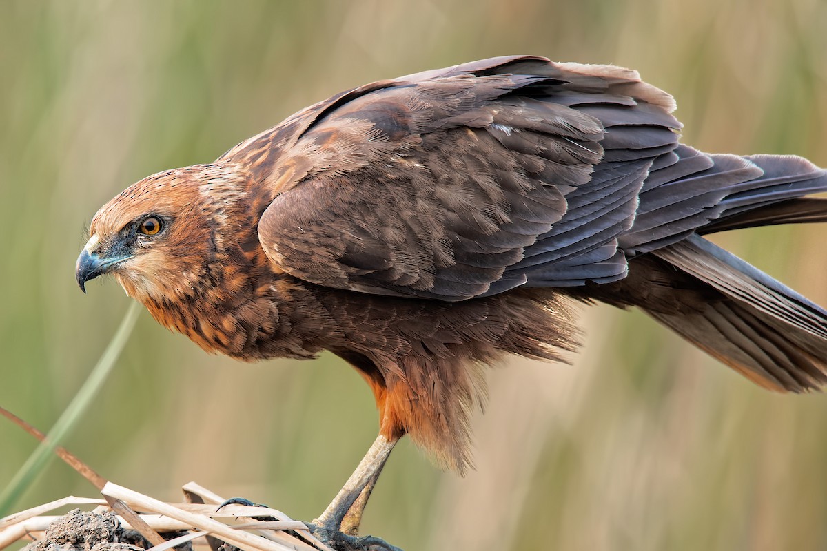 Western Marsh Harrier - ML425018701