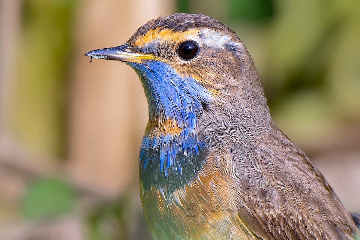 Bluethroat - ML425018941