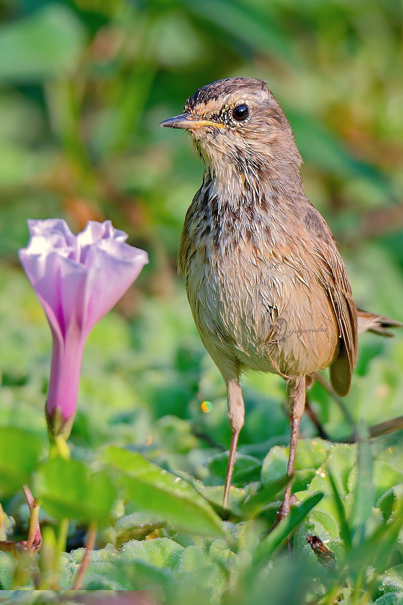 Bluethroat - ML425018961