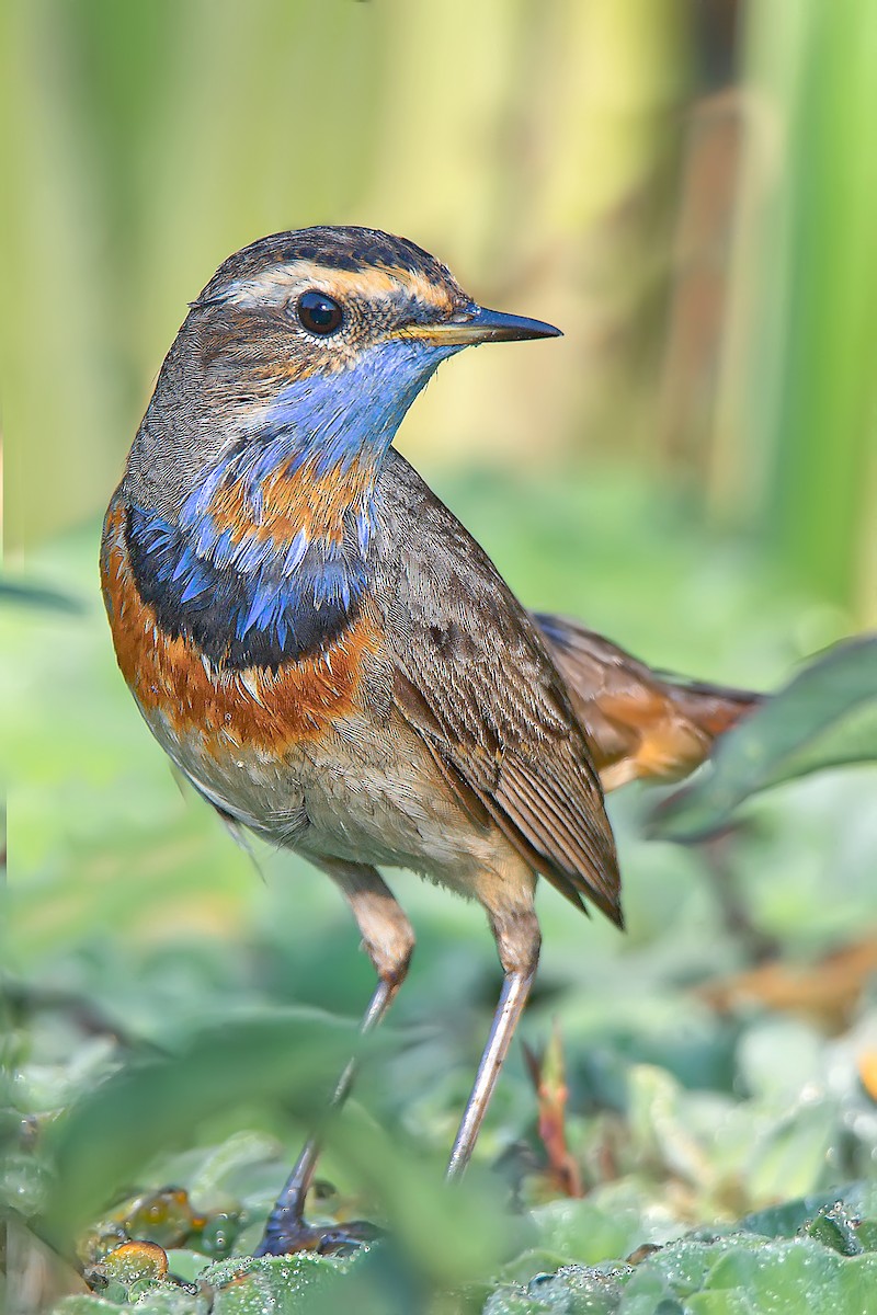 Bluethroat - ML425018991