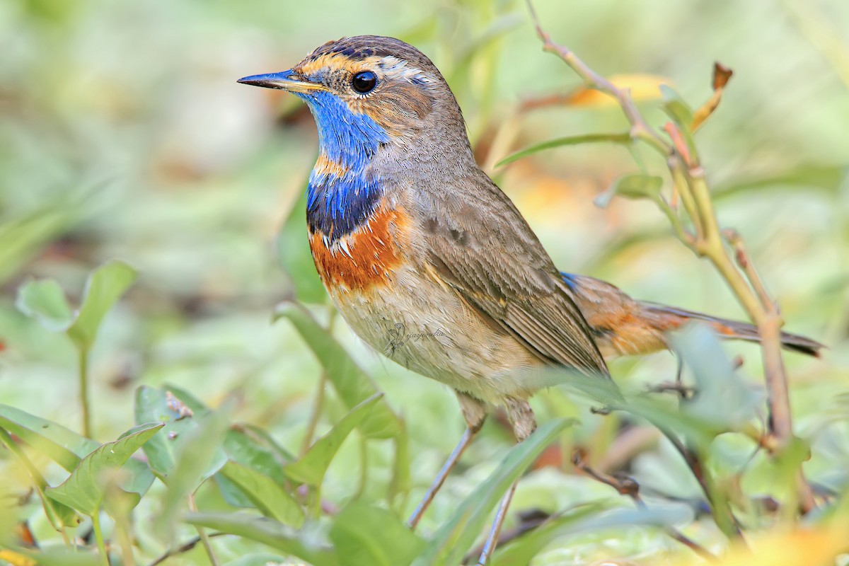 Bluethroat - ML425019001