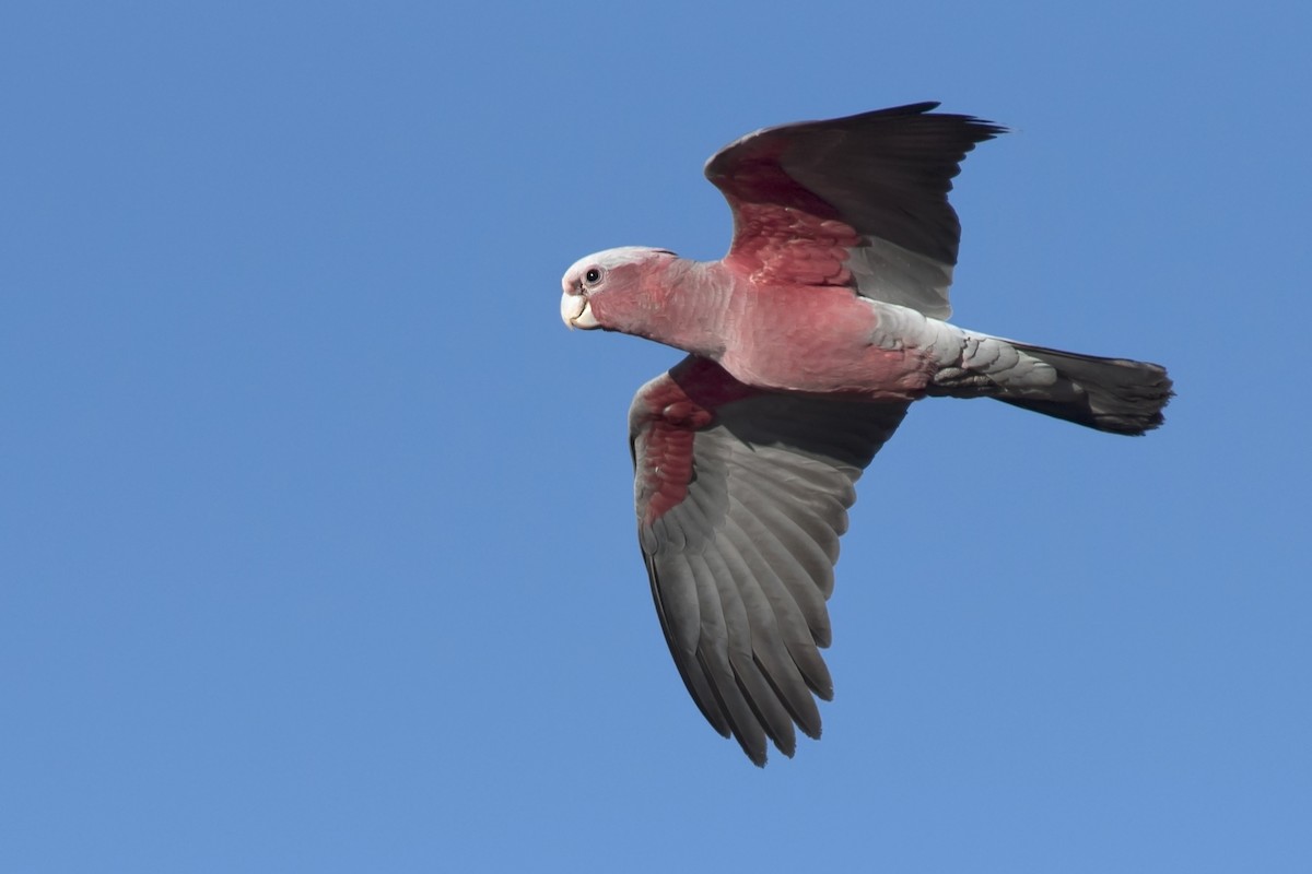 Galah - Dan Forster