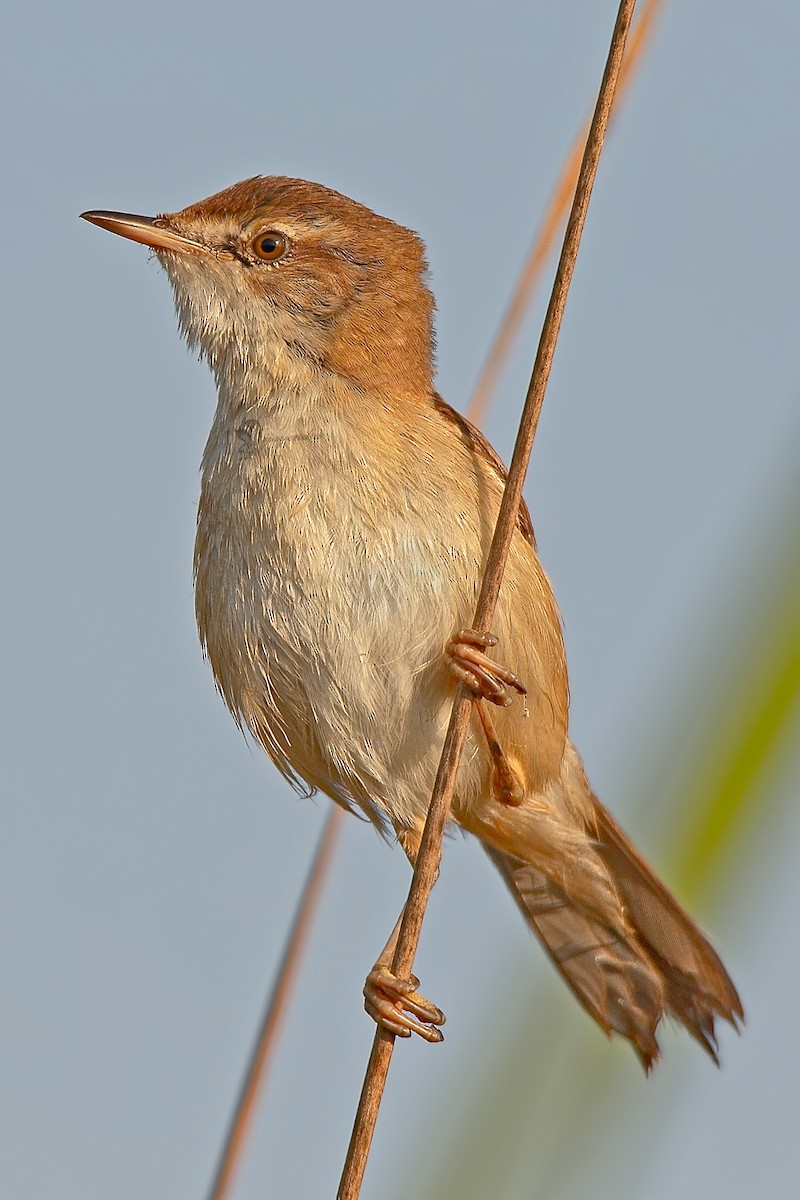 Paddyfield Warbler - ML425019291