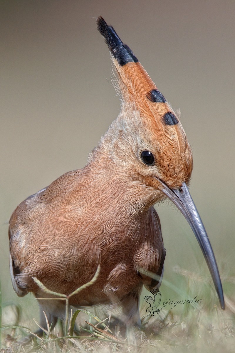 Eurasian Hoopoe - ML425019301