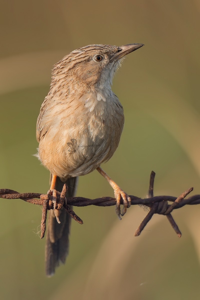 Common Babbler - ML425019351