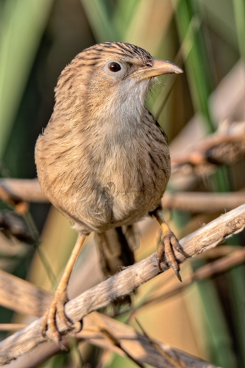 Common Babbler - ML425019361