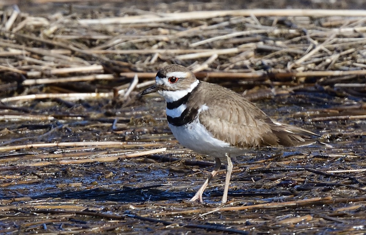 Крикливый зуёк - ML425020321