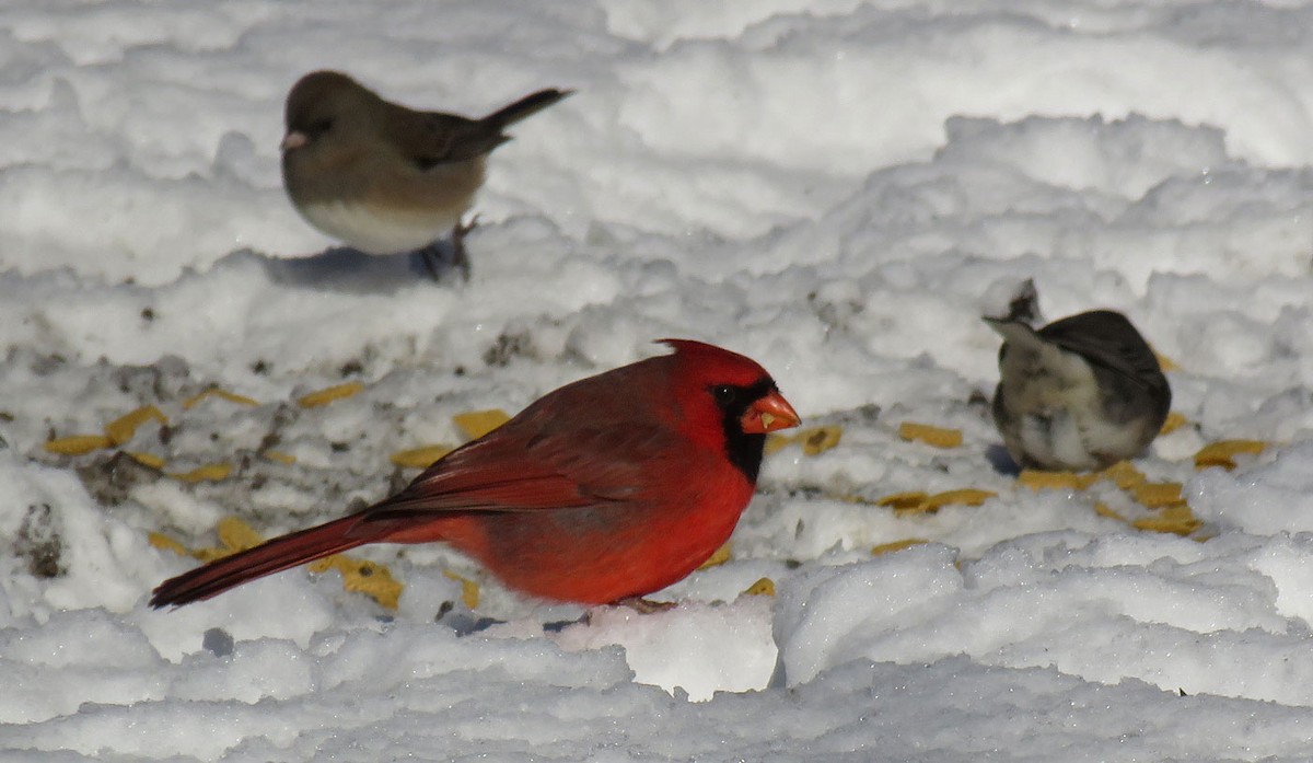 Northern Cardinal - Eric D Gyllenhaal