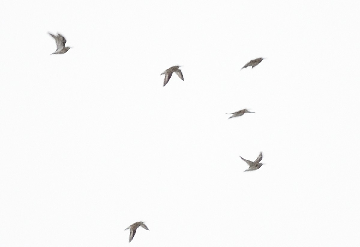 Dunlin - ML425021951