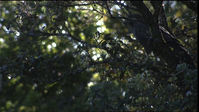 Hawaiian Hawk - ML425022