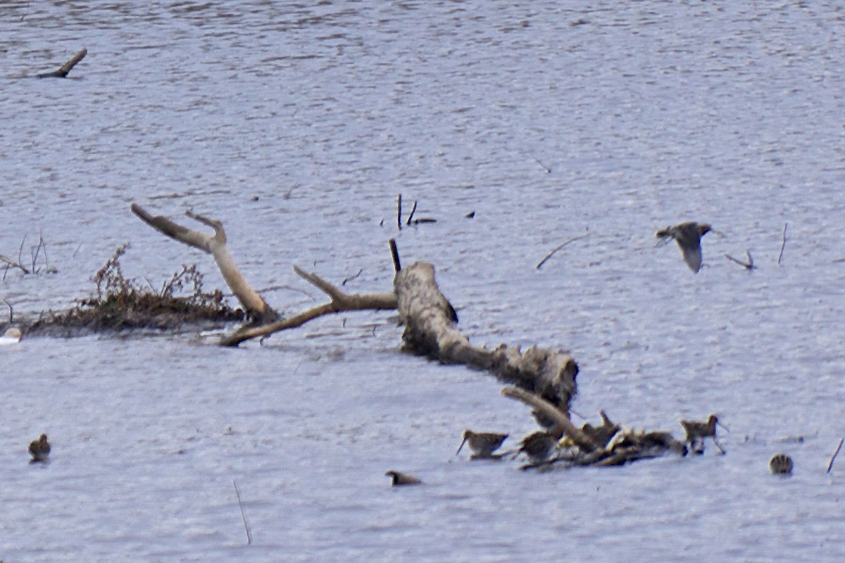 Wilson's Snipe - ML42502211