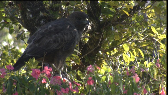 Hawaiian Hawk - ML425023