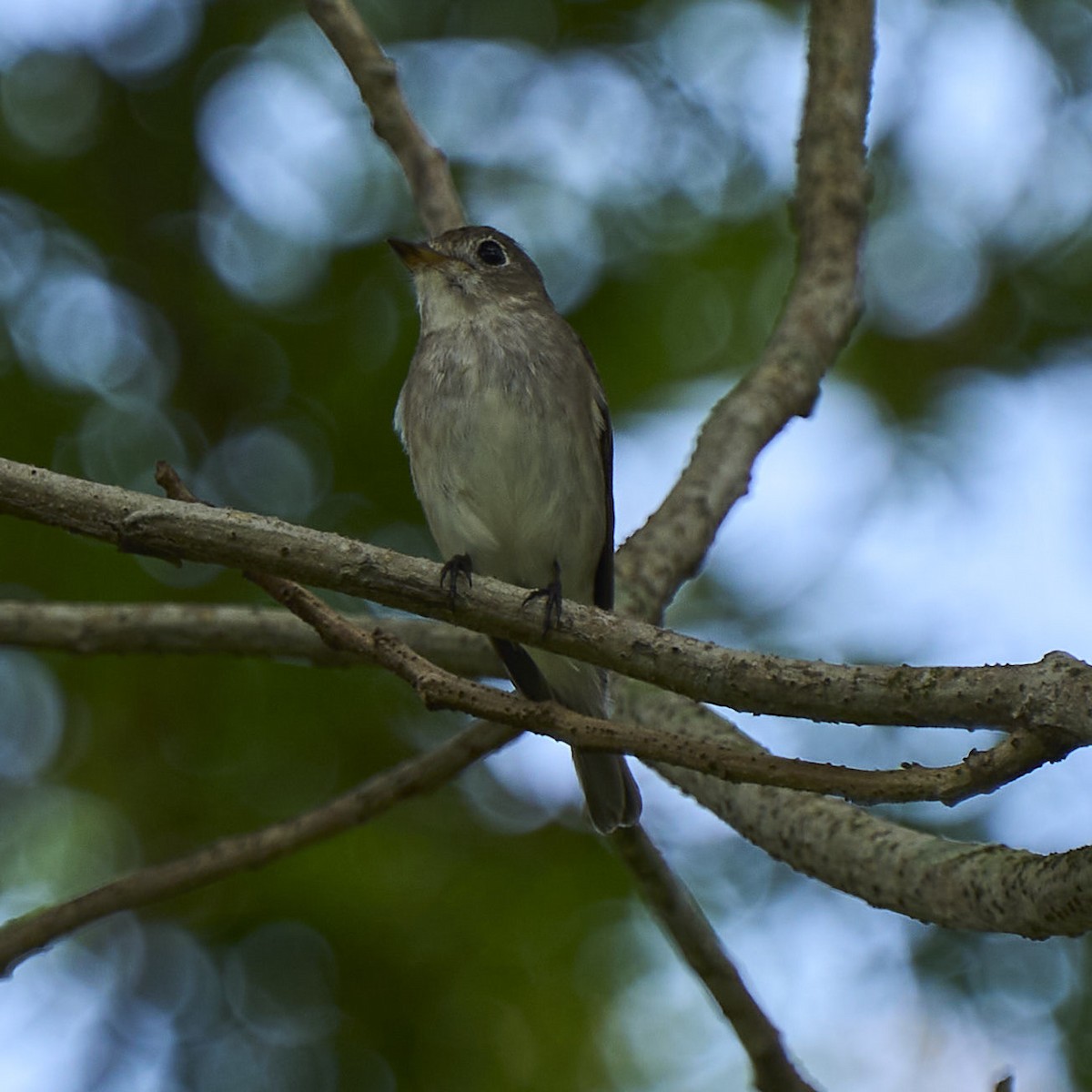 Asian Brown Flycatcher - ML425024081