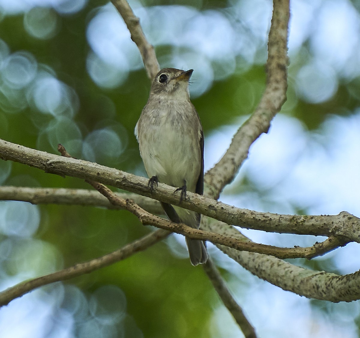 Asian Brown Flycatcher - ML425024091